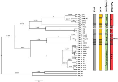 Troglomorphic adaptations on the northern European frontier: the phylogeny of the cave Pseudosinella (Hexapoda, Collembola) in the Western Carpathians